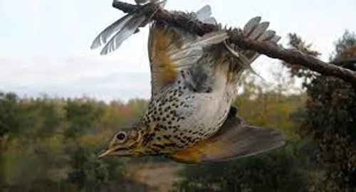 [ ENVIRONNEMENT ] Boûches-du-Rhône: La chasse à la glu interdite...